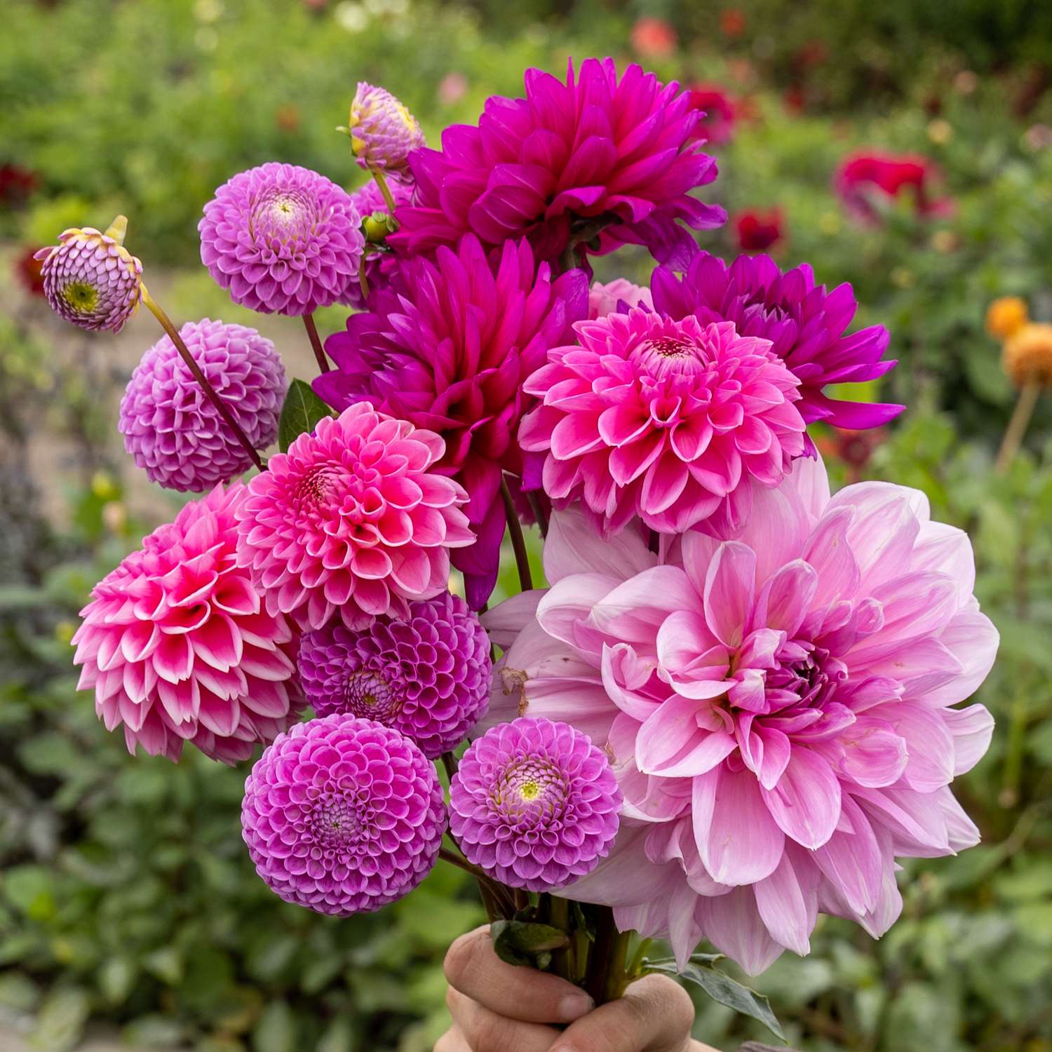 Dahlia Collectie ‘Purple Favorites’